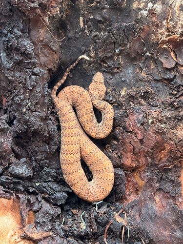 Kimberley Death Adder