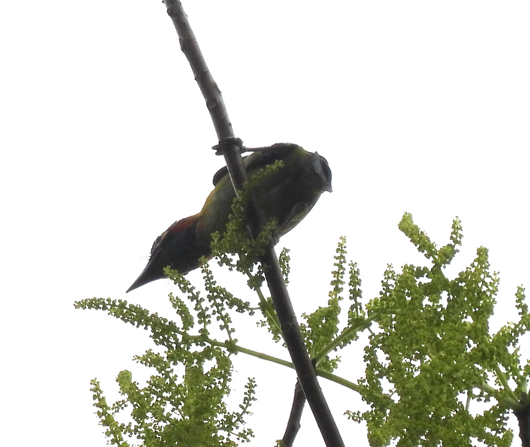 Black-eared Barbet (Psilopogon duvaucelii), photo 5