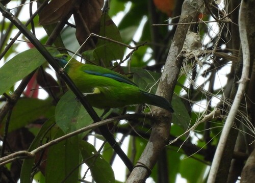 Blue-winged Leafbird (Chloropsis moluccensis), photo 7