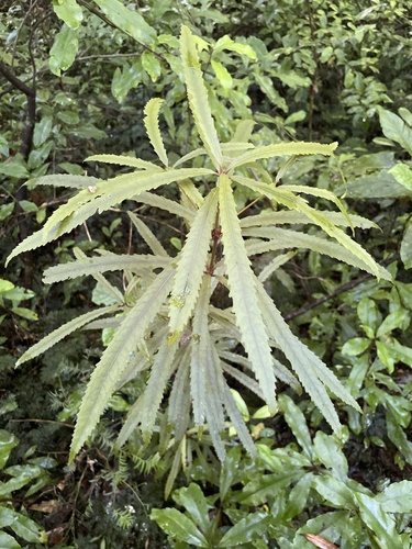 Tawari (Ixerba brexioides)