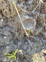 Bothriocyrtum californicum