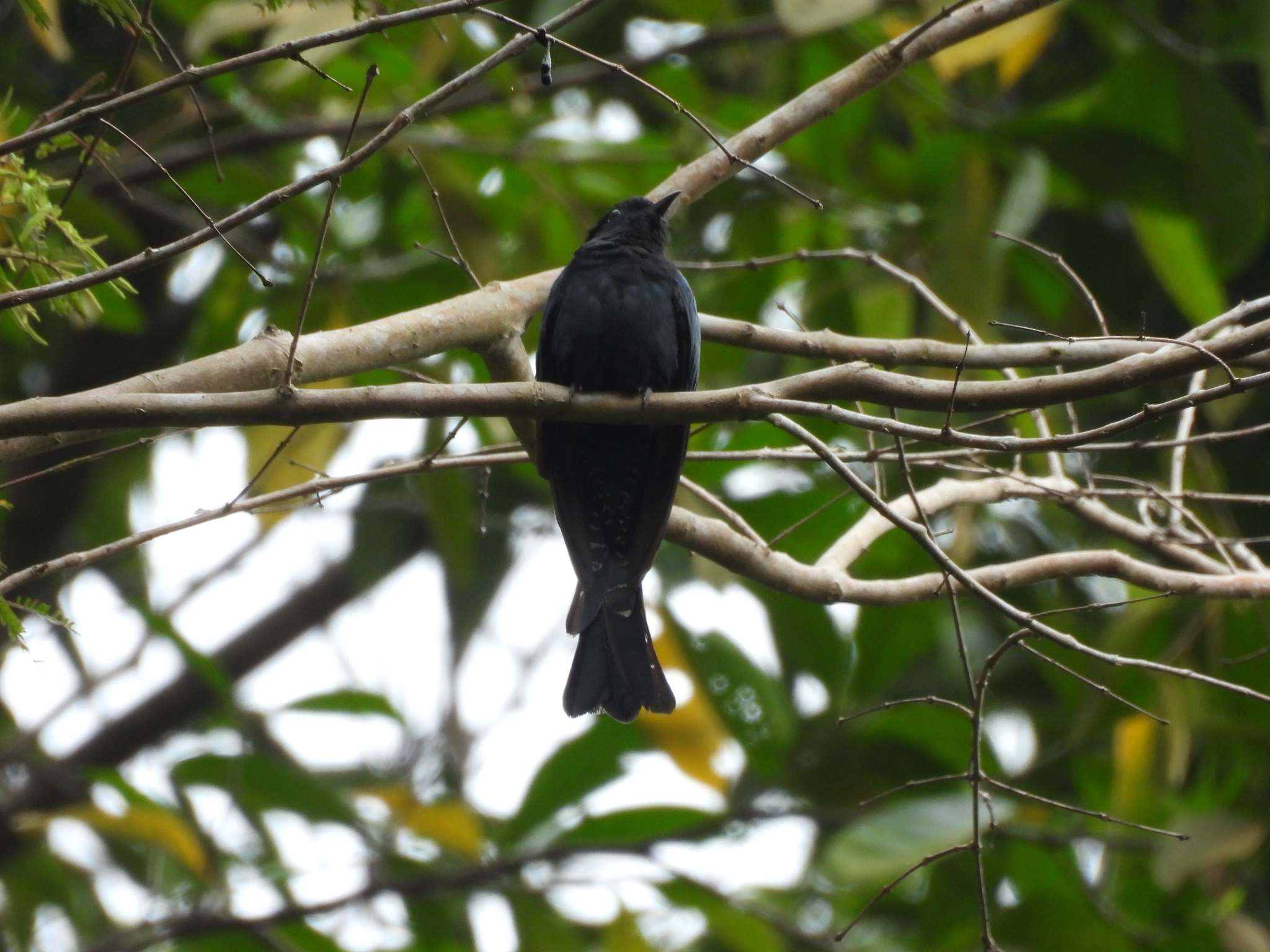 Square-tailed Drongo-Cuckoo (Surniculus lugubris), photo 9