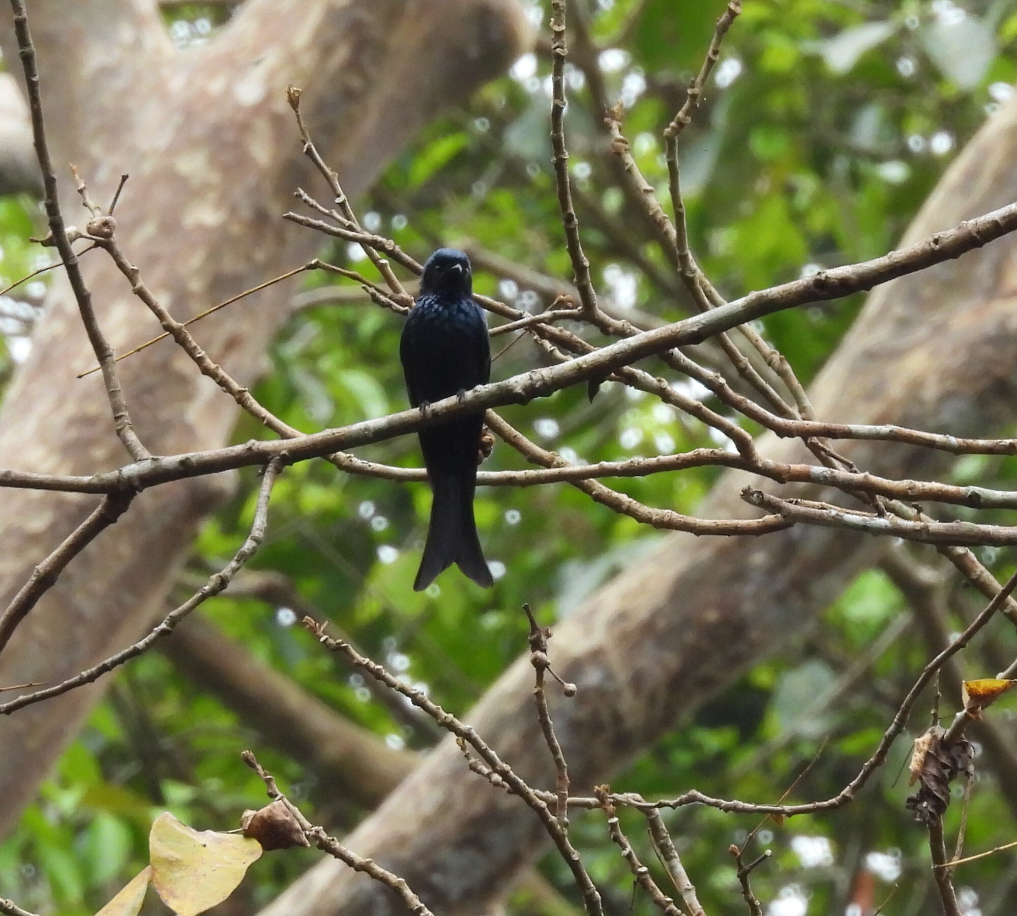 Bronzed Drongo (Dicrurus aeneus), photo 9