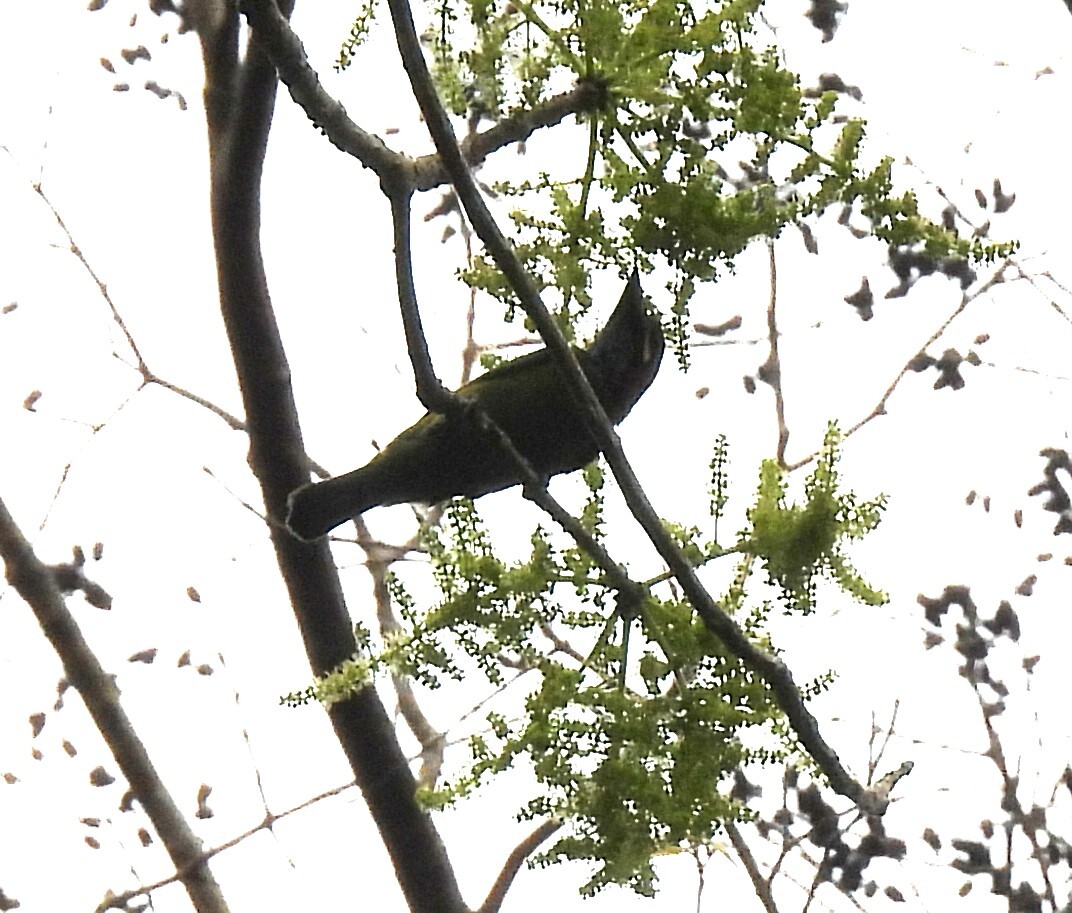Black-eared Barbet (Psilopogon duvaucelii), photo 9