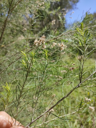 Cassinia quinquefaria, photograph 2