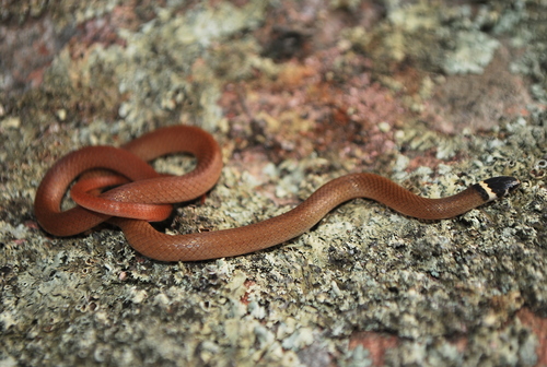 Bocourt's Black-headed Snake