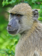 Yellow Baboon photo 3
