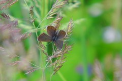 Plebejus argus