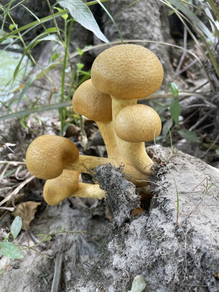Gymnopilus junonius · March 2026 · photo: © lisa_bennett (iNaturalist, cc-by)