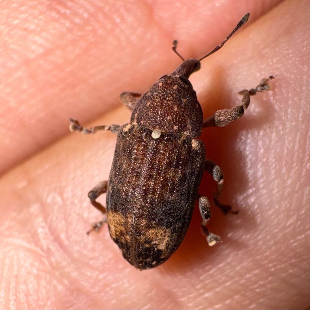 Hilipinus tripunctatus