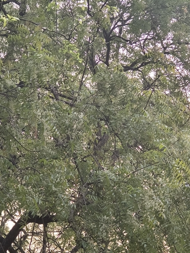Neem