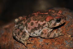 Pine Toad photo 4