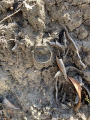 Bothriocyrtum californicum