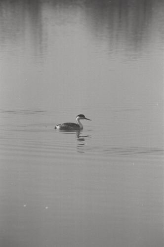 iNaturalist observation photo of Clark's Grebe