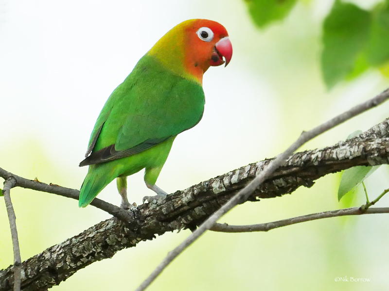 Lilian's Lovebird photo