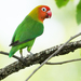 Lilian's Lovebird - Photo (c) Nik Borrow, some rights reserved (CC BY-NC)