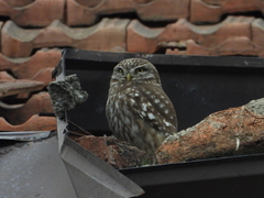 Athene noctua noctua