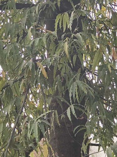 Indian Mast Tree (Monoon longifolium)