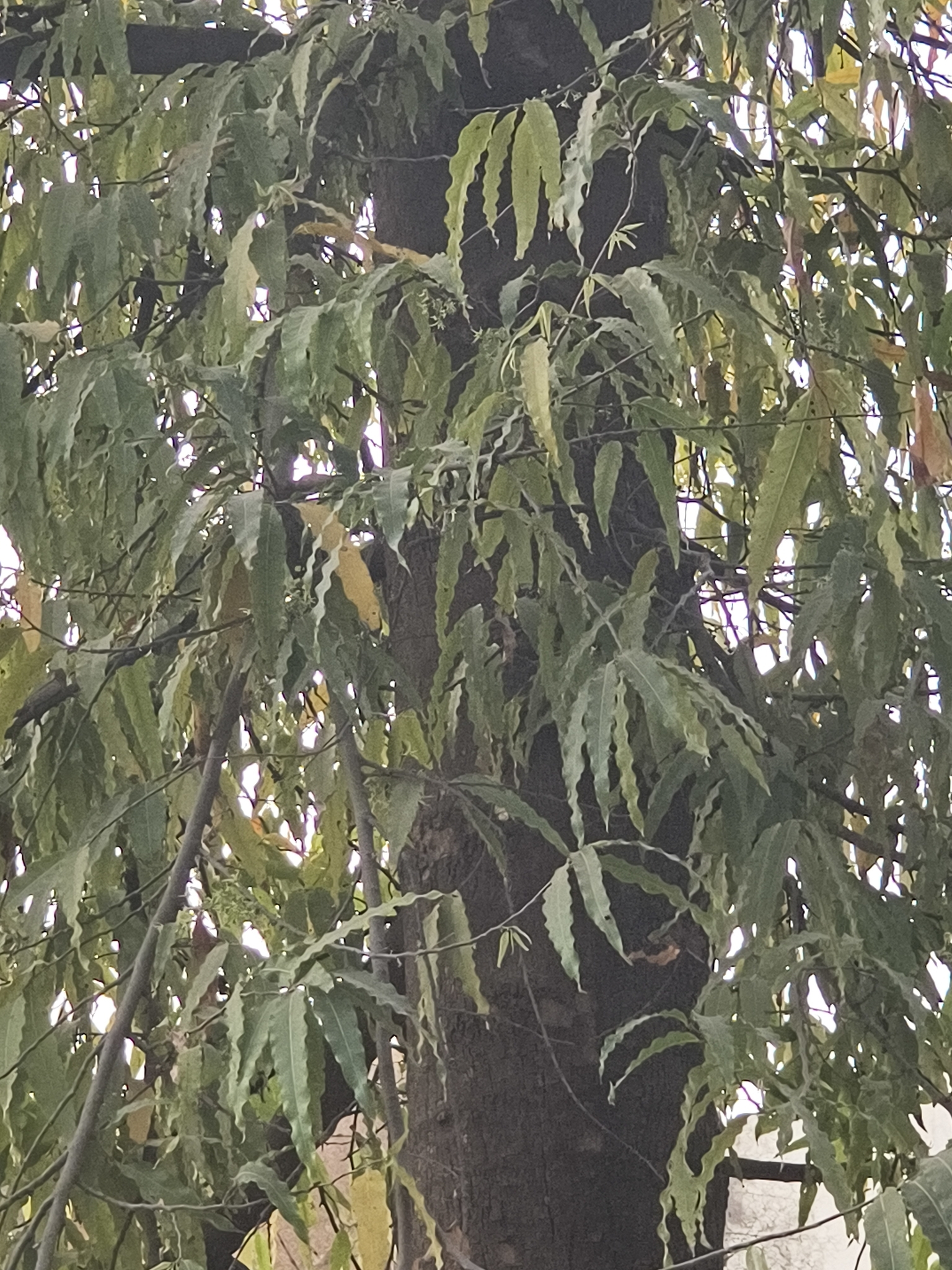 Indian Mast Tree (Monoon longifolium)