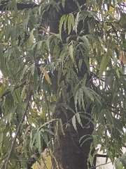 Arbre Mât Indien (Monoon longifolium)