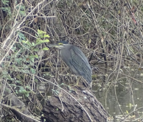 Little Heron