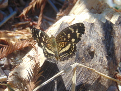 Anthanassa drusilla lelex