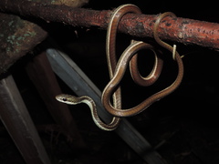 Dendrelaphis subocularis