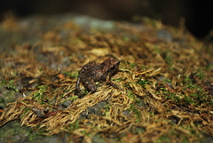 Craugastor pygmaeus