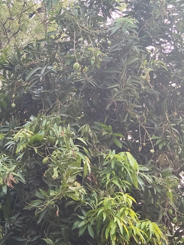Indian mango