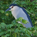 Old World Black-crowned Night-Heron - Photo (c) Nik Borrow, some rights reserved (CC BY-NC)