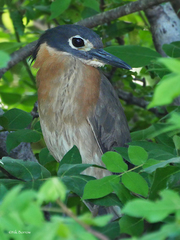 Gorsachius leuconotus
