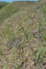 Silene chlorantha