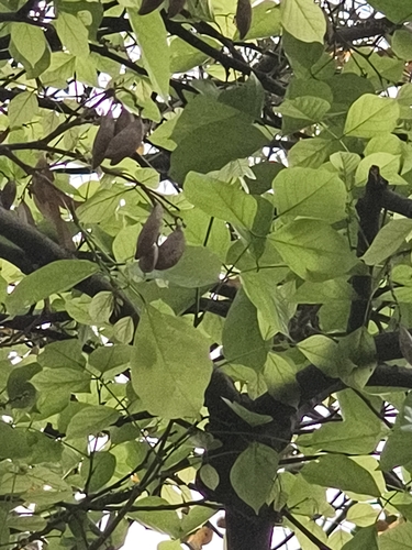 Indian beech tree