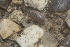 Porcellio laevis