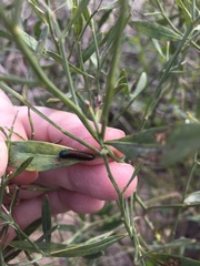 Trirhabda bacharidis