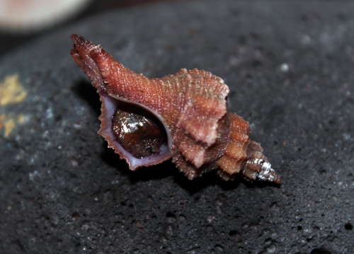 Gracilipurpura craticulata