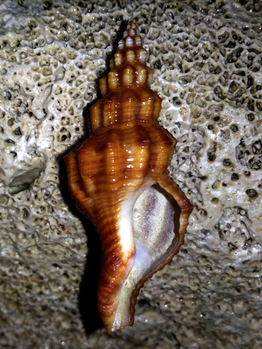 Aptyxis syracusana