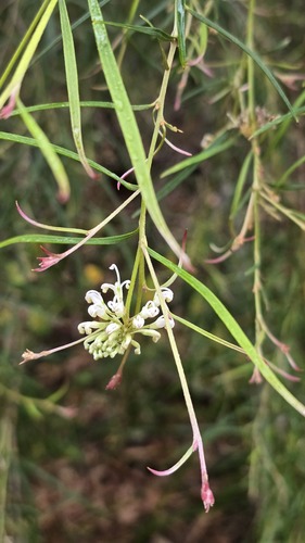 White Spider Flower (Grevillea linearifolia)