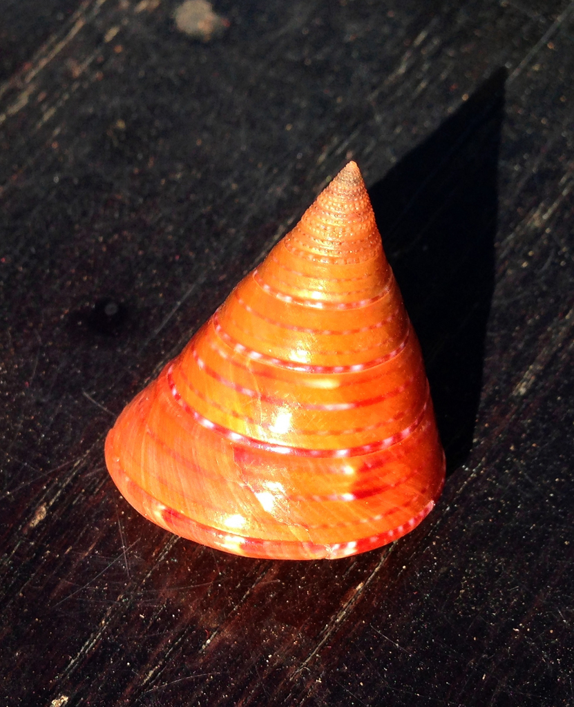 rusty topsnail