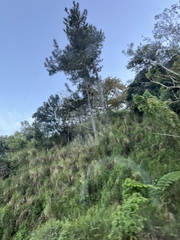 Pinus caribaea, photograph author not stated, no rights reserved