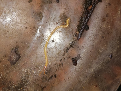 Geophilus flavus