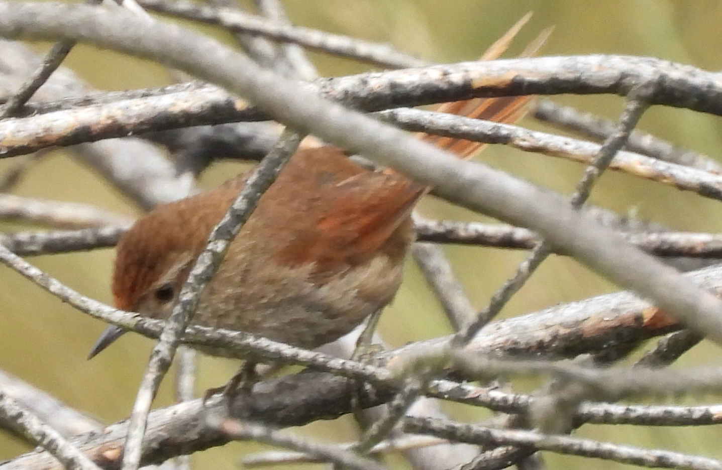 Rusty-fronted Canastero (Asthenes ottonis), photo 3