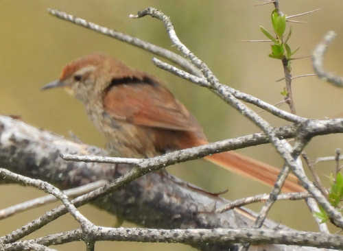 Rusty-fronted Canastero (Asthenes ottonis)