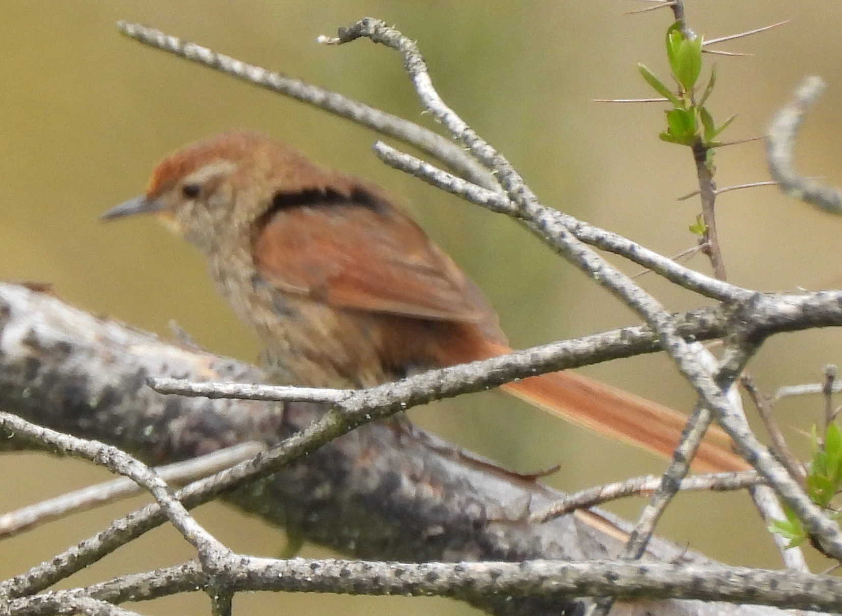 Rusty-fronted Canastero (Asthenes ottonis), photo 1