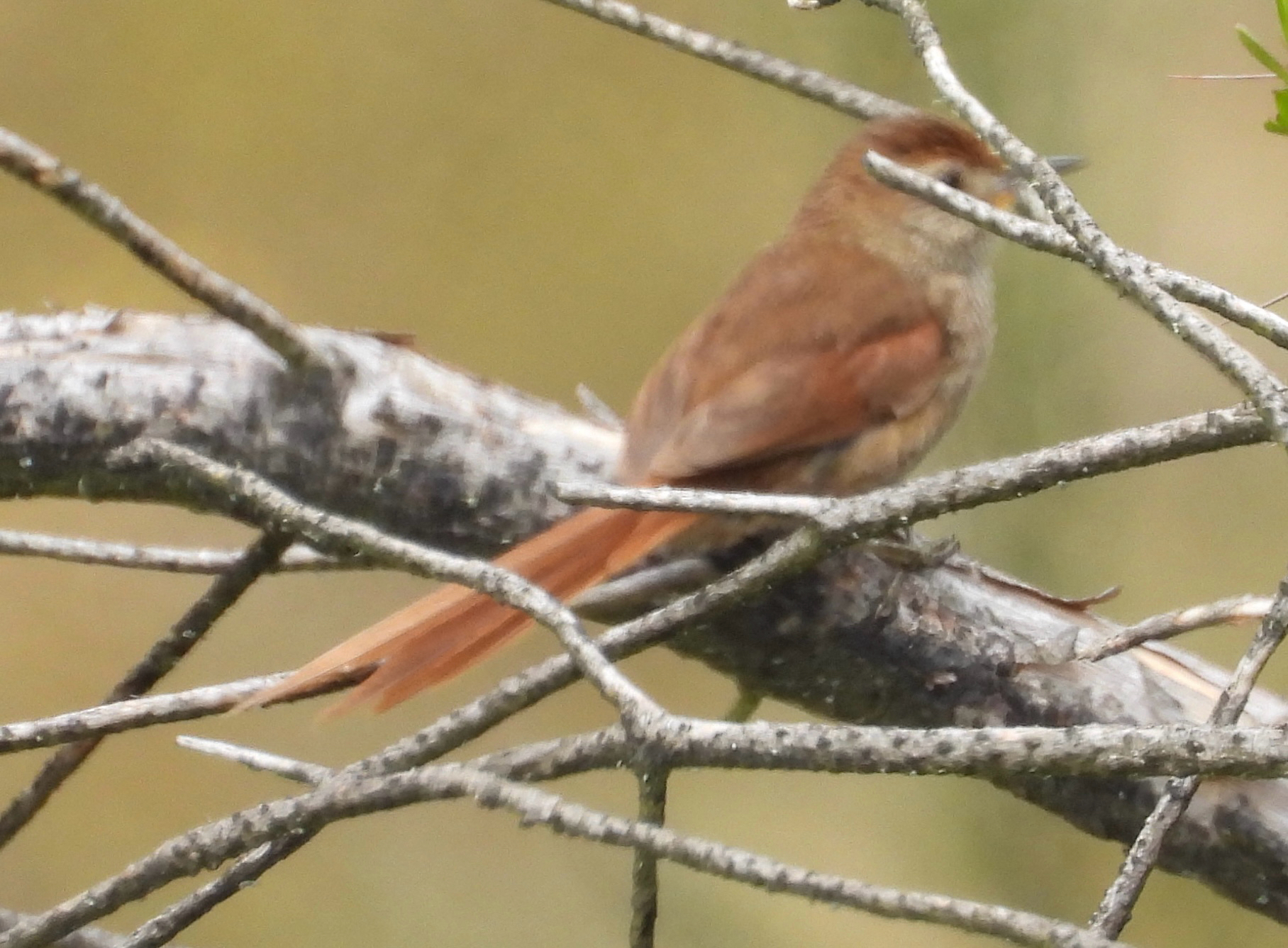Rusty-fronted Canastero (Asthenes ottonis), photo 2