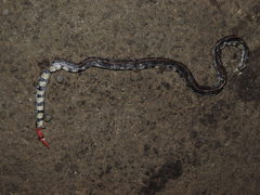 Calliophis intestinalis