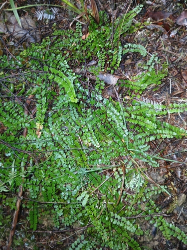 Lindsaea linearis (Lindsaea linearis)