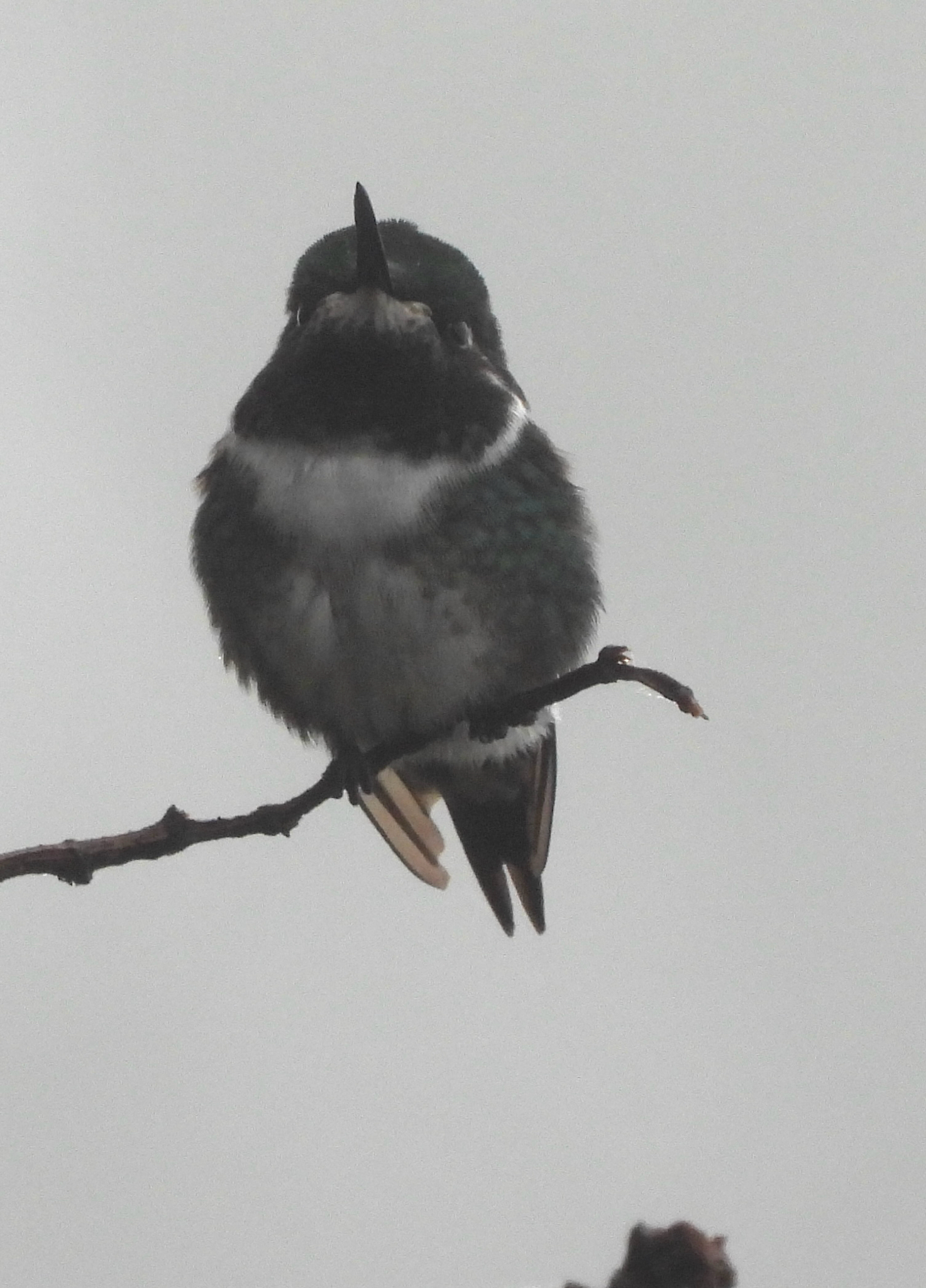White-bellied Woodstar (Chaetocercus mulsant), photo 3