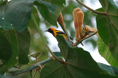 Icterus auricapillus