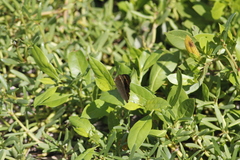 Junonia neildi varia